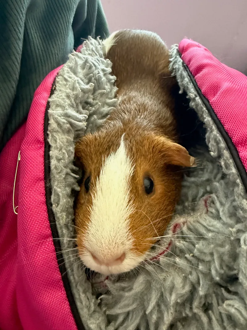 Guinea Pigs